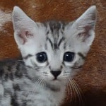 Mau silver Male  DOB 11-3-22