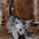 Mau silver Male  DOB 11-3-22