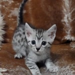 Mau silver Male  DOB 11-3-22