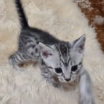 Mau silver Male  DOB 11-3-22