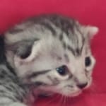 Mau silver Male  DOB 11-3-22