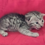 Mau silver Male  DOB 11-3-22