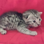 Mau silver Male  DOB 11-3-22