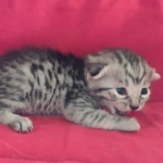 Mau silver Male  DOB 11-3-22