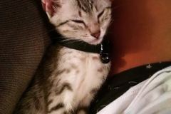 Wilson Mau Silver Male  DOB 12-19-14