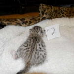 Egyptian Mau, Wilson, Silver Male DOB 12-19-14