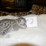 Egyptian Mau, Wilson, Silver Male DOB 12-19-14