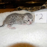 Egyptian Mau, Wilson, Silver Male DOB 12-19-1