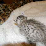 Egyptian Mau, Wilson, Silver Male DOB 12-19-14