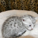 Egyptian Mau, Wilson, Silver Male DOB 12-19-14