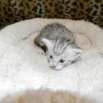 Egyptian Mau, Wilson, Silver Male DOB 12-19-14