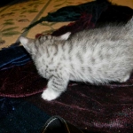 Egyptian Mau, Wilson, Silver Male DOB 12-19-14