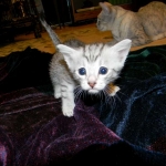 Egyptian Mau, Wilson, Silver Male DOB 12-19-14