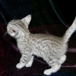 Egyptian Mau, Wilson, Silver Male DOB 12-19-14