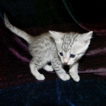 Egyptian Mau, Wilson, Silver Male DOB 12-19-14