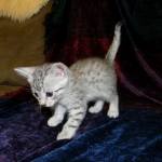 Egyptian Mau, Wilson, Silver Male DOB 12-19-14
