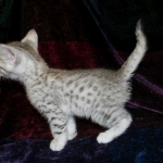 Egyptian Mau, Wilson, Silver Male DOB 12-19-14