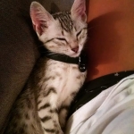 Wilson, Egyptian Mau, silver male in his new home..jpg