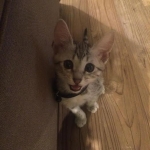 Wilson, Egyptian Mau, silver male in his new home.jpg