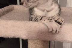 Jake Mau Silver Male #2 DOB 8-6-16