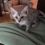 Jake, Egyptian Mau Silver Male DOB 8-6-16