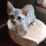 Jake, Egyptian Mau Silver Male DOB 8-6-16