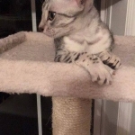Jake, Egyptian Mau Silver Male DOB 8-6-16
