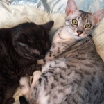 17274386_1815773235415767_597302302_n