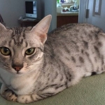 17505737_1819268631732894_70074718_n