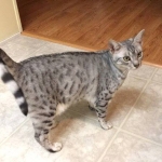 17974127_1835423820117375_4855131_n