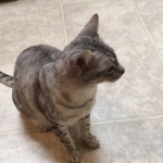 17974895_1835423473450743_1591582316_n