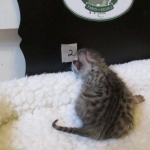 Egyptian Mau Silver Male DOB 8-6-16
