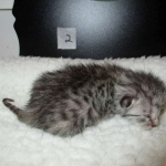 Egyptian Mau Silver Male DOB 8-6-16