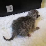 Egyptian Mau Silver Male DOB 8-6-16