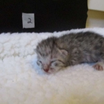 Egyptian Mau Silver Male DOB 8-6-16