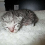 Egyptian Mau Silver Male DOB 8-6-16