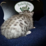 Egyptian Mau Silver Male DOB 8-6-16