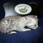 Egyptian Mau Silver Male DOB 8-6-16