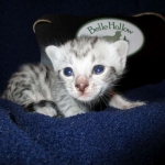 Egyptian Mau Silver Male DOB 8-6-16