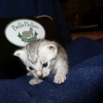 Egyptian Mau Silver Male DOB 8-6-16