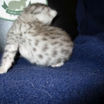 Egyptian Mau Silver Male DOB 8-6-16