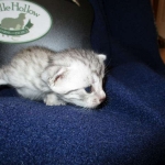 Egyptian Mau Silver Male DOB 8-6-16