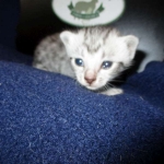 Egyptian Mau Silver Male DOB 8-6-16