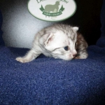 Egyptian Mau Silver Male DOB 8-6-16