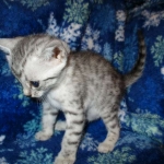 Egyptian Mau Silver Male DOB 8-6-16