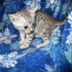 Egyptian Mau Silver Male DOB 8-6-16
