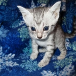 Egyptian Mau Silver Male DOB 8-6-16
