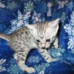 Egyptian Mau Silver Male DOB 8-6-16