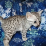 Egyptian Mau Silver Male DOB 8-6-16