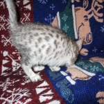 Jake, Egyptian Mau Silver Male DOB 8-6-16